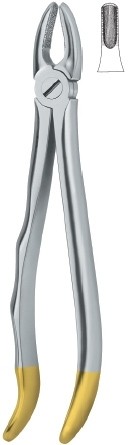 Incisors and cuspids 1 